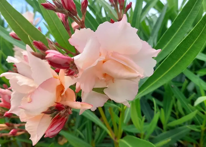 Cap Saint Martin Marina 게스트하우스 아그